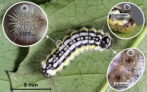 Figure 5. Laurelcherry smoky moth, Neoprocris floridana Tarmann, full-grown larva. Inset a = spine-bearing verruca. Inset b = hood-like prothorax hiding retracted head. Inset c = paired mesothoracic sclerotized areas.