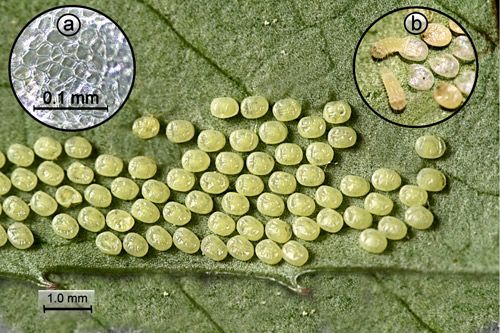 Figure 3. Laurelcherry smoky moth, Neoprocris floridana Tarmann, egg mass. Inset a = microscopic reticulations of the chorion surface. Inset b = eclosing larva.