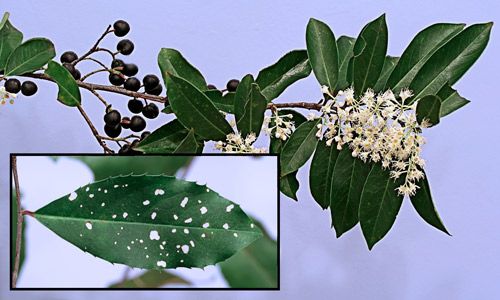Figure 13. Carolina laurelcherry, Prunus caroliniana Aiton (Rosaceae), branch of mature tree showing foliage, cherries, and blooms. Inset = leaf from sapling showing serrated edges.