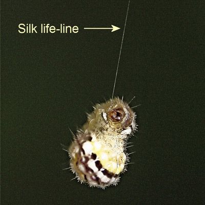 Figure 24. Laurelcherry smoky moth, Neoprocris floridana Tarmann, larva hanging by silk life-line.