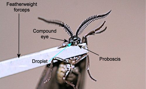 Figure 27. Laurelcherry smoky moth, Neoprocris floridana Tarmann, facial droplet.