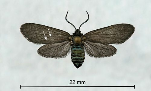 Figure 2. Laurelcherry smoky moth, Neoprocris floridana Tarmann, pinned and spread female showing the two complete front wing anal veins (arrows).