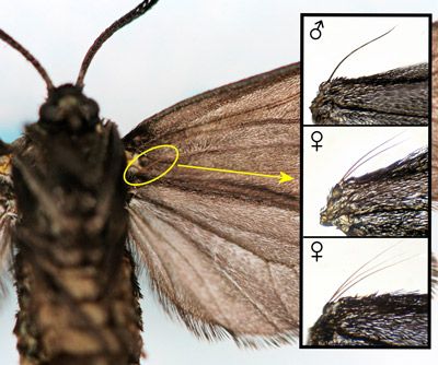 Figure 11. Laurelcherry smoky moth, Neoprocris floridana Tarmann, frenulums. Insets: male (top), female - two bristles (middle), female – three bristles (bottom).