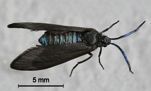Figure 9. Laurelcherry smoky moth, Neoprocris floridana Tarmann, showing iridescent scales.