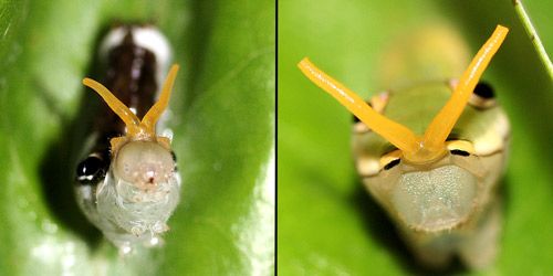 Figure 24. Spicebush swallowtail, Papilio troilus L., larvae with osmeteria extruded. Left: early instar. Right: fifth instar.