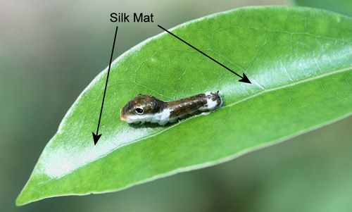 Figure 15. Spicebush swallowtail, Papilio troilus L., larva spinning silk mat to curl leaf into large shelter on camphortree, Cinnamomum camphora (L.) J. Presl.