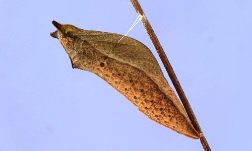 Figure 10. Brown pupa of the spicebush swallowtail, Papilio troilus L.