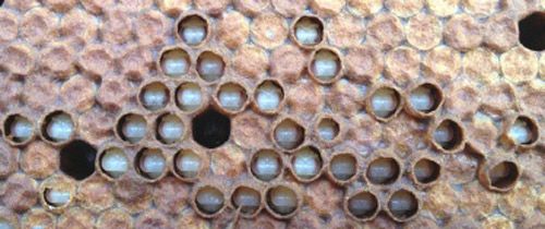 Figure 5. Bald brood caused by a wax moth infestation. Note how the wax cappings have been removed from selected cells and the pupae within those cells are visible.