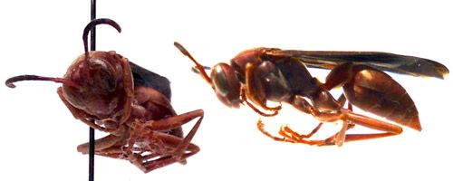 Figure 2. Rostral (left) and lateral (right) views of Polistes carolina (L.). Note the uniform ferruginous color; finely ridged propodeum; and bare malar space, lower gena, and thorax.