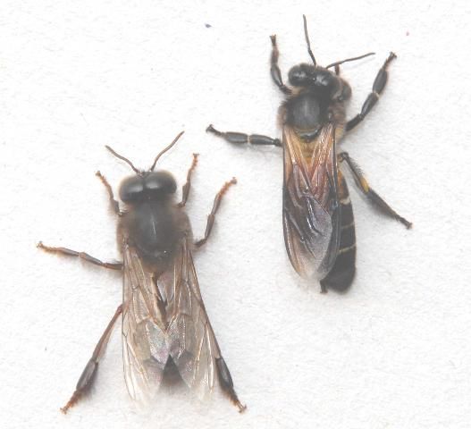 Figure 5. An Apis dorsata drone (left) next to a worker (right).