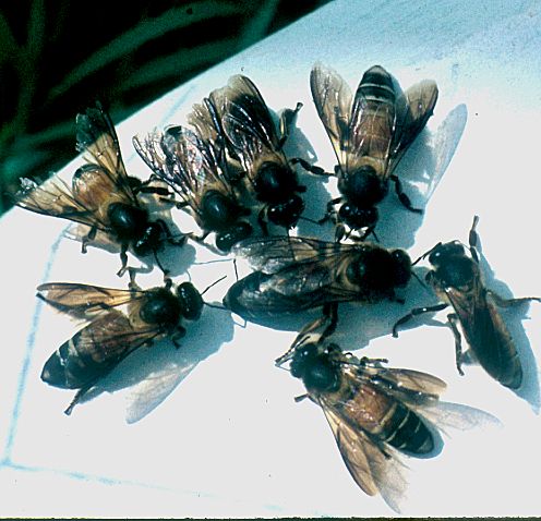 Figure 4. An Apis dorsata queen surrounded by workers.