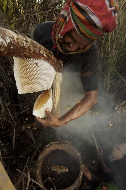 Figure 10. Collecting honey from an Apis dorsata colony.