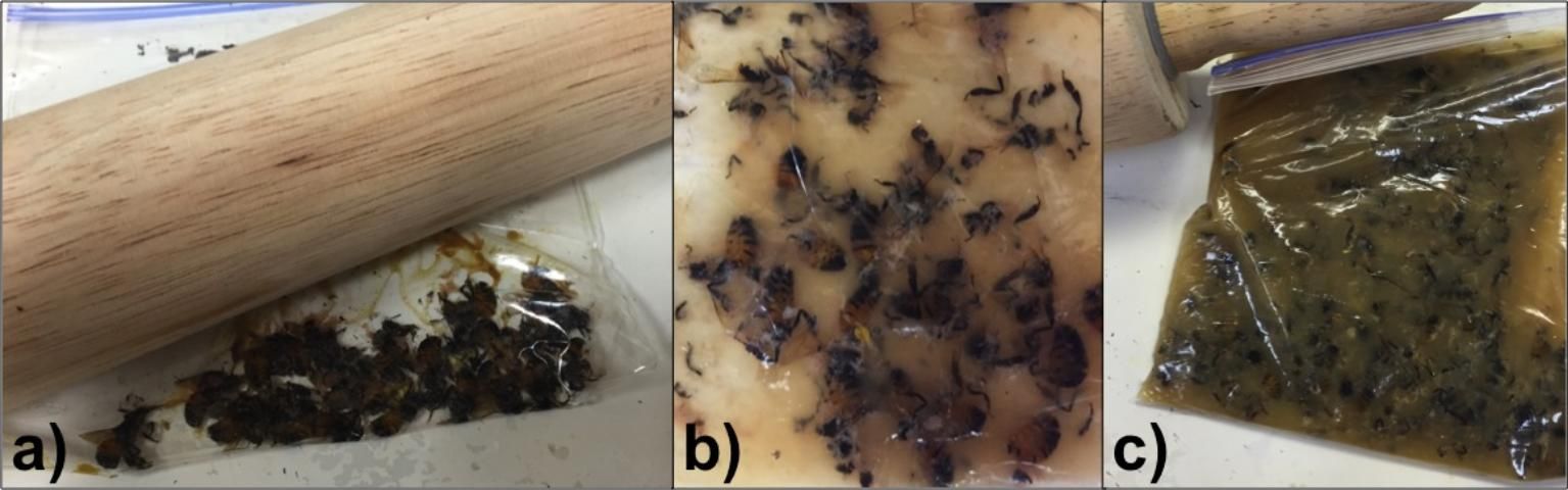 Figure 1. Adult worker bees being crushed in a zip-locking bag with a rolling pin: a) whole bees in the bag with no additional liquid (just prior to crushing with the rolling pin), b) bees that have been crushed by the rolling pin prior to adding water, c) combination of crushed bees and water (1 ml of water per bee) in the zip-locking bag.