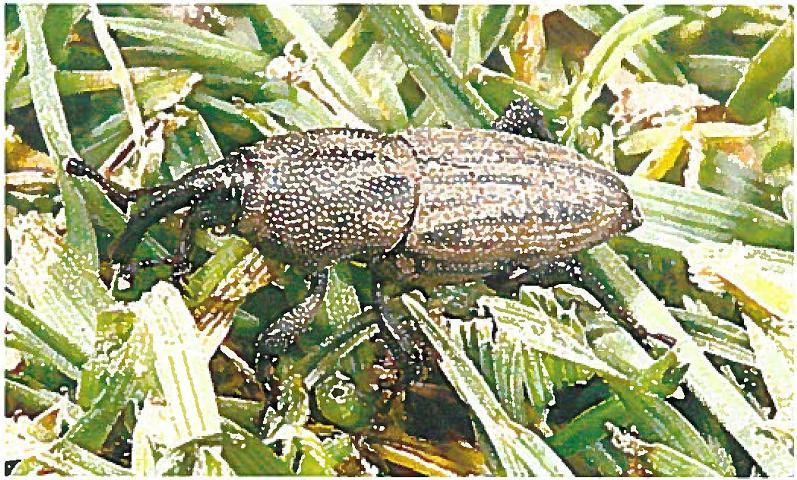 Figure 1. Adult bluegrass billbug, Sphenophorus parvulus Gyllenhal, walking on turfgrass.