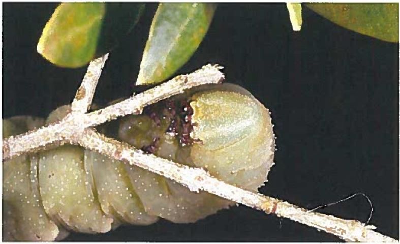 Figure 7. A caterpillar of the rustic sphinx moth, Manduca rustica (Fabricius), feeding on olive.