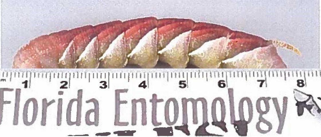 Figure 4. A late instar caterpillar, known as a hornworm, of the rustic sphinx moth, Manduca rustica (Fabricius), showing a characteristic color change that occurs prior to pupation.