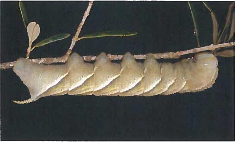 Figure 3. A caterpillar, known as a hornworm, of the rustic sphinx moth, Manduca rustica (Fabricius).