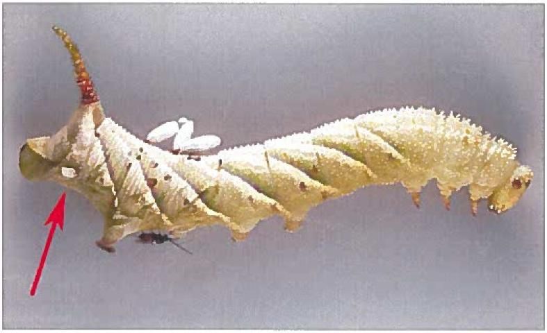 Figure 8. A parasitized hornworm caterpillar of the rustic sphinx moth, Manduca rustica (Fabricius), with Cotesia congregata cocoons, emerging larva (red arrow), and adult wasp.
