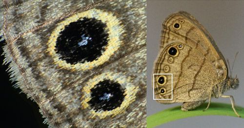 Figure 2. (Left) A magnified image of two prominent hindwing eyespots (black-centered ocelli pupiled with pale-blue scales). (Right) Female Carolina satyr, Hermeuptychia sosybius (Fabricius), sitting on a blade of grass with its wings folded, displaying ventral wing pattern.