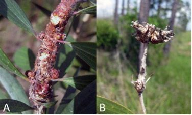 Figure 6. Galls of the melaleuca gall midge, Lophodiplosis trifida Gagné, on melaleuca. A) Galls formed on young stems. B) Plant dieback after persistent gall damage.