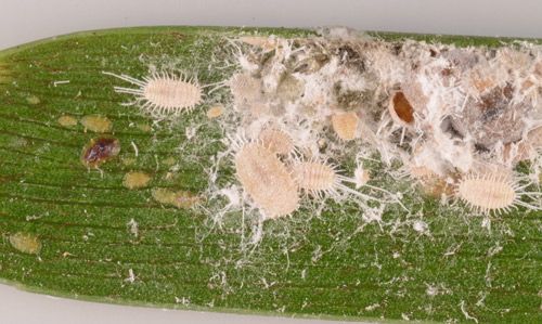 Figure 2. Longtailed mealybugs, Pseudococcus longispinus (Targioni Tozzetti), beside a population of hemispherical scale insects, Saissettia coffeae (Walker, 1852) on a cycad leaf. The scale insects are the brown and yellow ovals on the left side of the leaf.