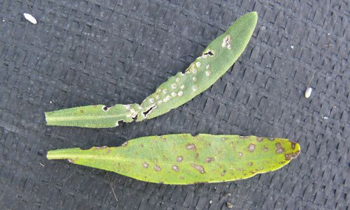 Figure 7. Comparison of feeding spots from fourlined plant bug, Poecilocapsus lineatus (Fabricius) (upper leaf) and Septoria leaf spot disease (lower leaf) on lavender.
