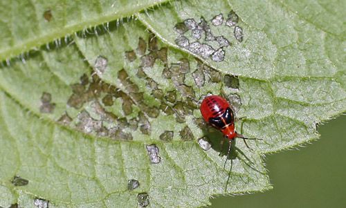 Figure 2. Early instar nymph of fourlined plant bug, Poecilocapsus lineatus (Fabricius), with feeding damage.