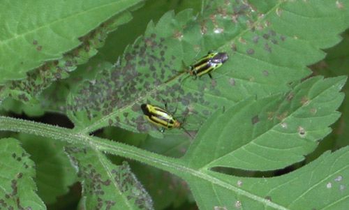 Figure 10. Heavy feeding damage on leaves caused by adult fourlined plant bugs, Poecilocapsus lineatus (Fabricius).