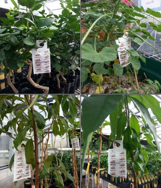 Figure 5. Slow-release sachet of Neoseiulus cucumeris hung on different hosts in the greenhouse.