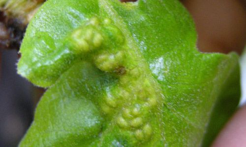 Figure 4. First or gamic (sexual) generation foliar cluster galls.