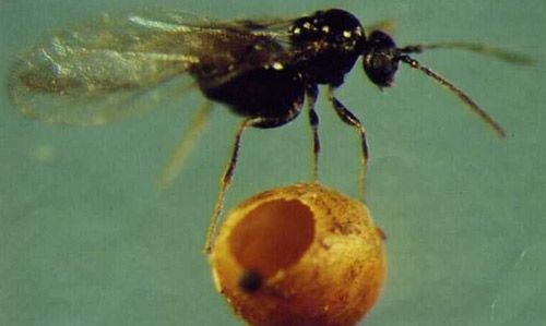 Figure 1. Gall and female wasp of the second generation of Neuroterus saltatorius. The gall is 1 mm in diameter.