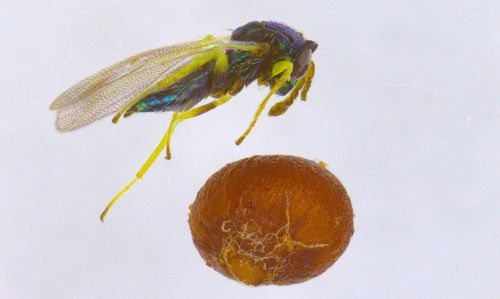 Figure 6. The parasitoid wasp Aprostocetus pattersonae (Chalcidoidea: Eulophidae) that emerged from a gall of Neuroterus saltatorius.