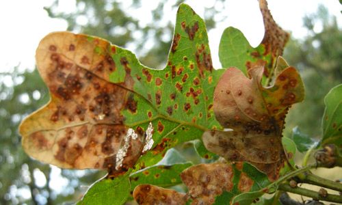Figure 2. Foliar damage caused by the second generation of Neuroterus saltatorius in its introduced range (Victoria, British Columbia, Canada).