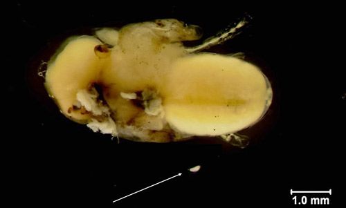 Figure 3. Muscidifurax raptor Girault & Sanders egg adjacent to Musca domestica L. pupa.