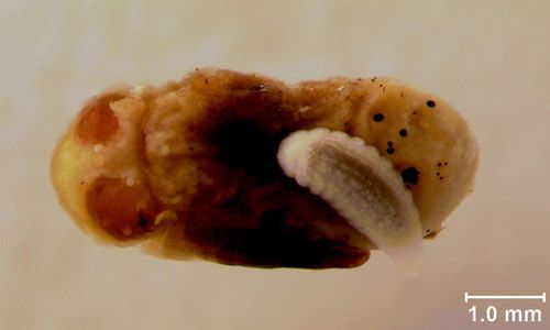 Figure 4. Muscidifurax raptor Girault & Sanders larva on a Musca domestica L. pupa.