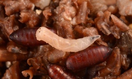 Figure 10. Reddish pupae and white larva of stable fly, Stomoxys calcitrans (L.).