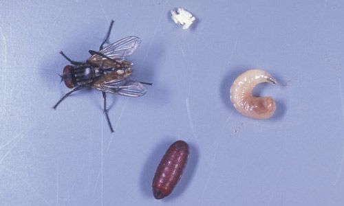 Figure 9. Egg, larva, pupa, and adult of the house fly, Musca domestica L.