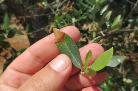 Figure 3. Infected olive tree showing branch tip dieback in the background and in the foreground, leaf scorch symptoms of OQD starting at the leaf tip and moving toward the petiole.