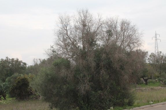 Figure 1. Infected olive tree (Italy) exhibiting flagging symptoms of OQD.