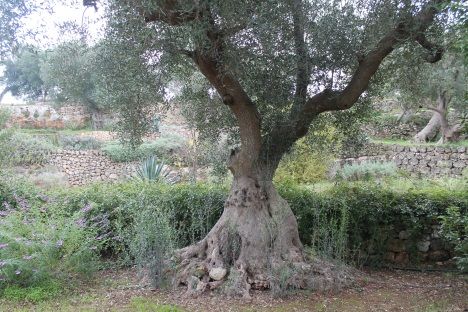 Figure 6. Infected olive tree (Italy) exhibiting root sucker proliferation in response to OQD.