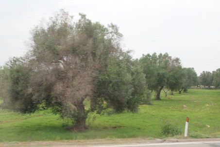 Figure 5. Infected olive tree (Italy) showing severe branch desiccation caused by OQD.