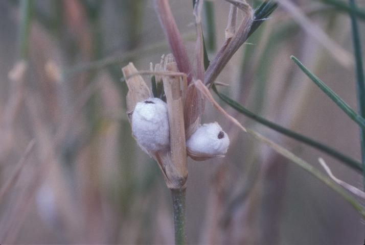 Figure 1. Rhodesgrass mealybug adult females.