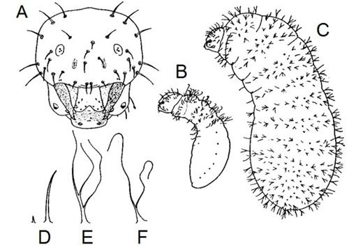 Figure 6. Prenolepis imparis (Say) larvae line drawings. A, full-face view; B, early instar larva in side view; C, late instar larva in side view; D, simple hairs; E–F, branched hairs.