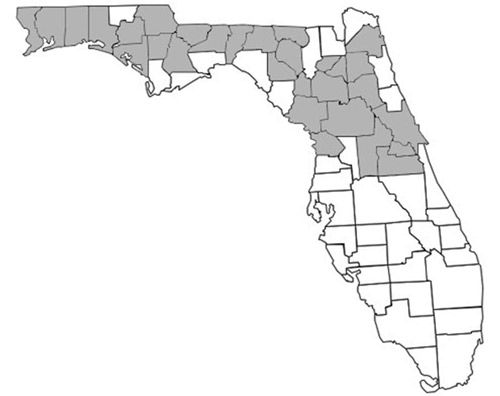 Figure 2. County distribution map of Prenolepis imparis (Say) in Florida constructed using information from Deyrup (2017).