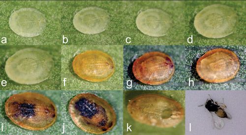 Figure 6. Development of second instar nymphs of ficus whitefly after being parasitized by Baeoentedon balios. (a–e) Larval stages; (f–h) Pre-pupation stage; (i–j) Pupal stage; (k) Exit hole after adult parasitoid emerged; (l) Female adult of Baeoentedon balios Wang, Huang & Polaszek