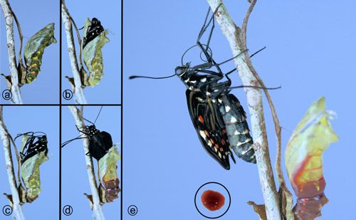 Figure 31. Pipevine swallowtail, Battus philenor L., stages in emergence of adult from pupal stage. Inset: droplet of pupal waste product (meconium).