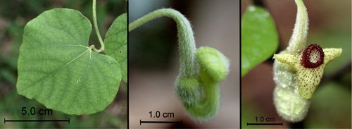 Figure 18. Woolly Dutchman's pipe, Aristolochia tomentosa Sims., a host of the pipevine swallowtail caterpillar, Battus philenor (L.), leaf (left), unopened flower (middle), opened flower (right).