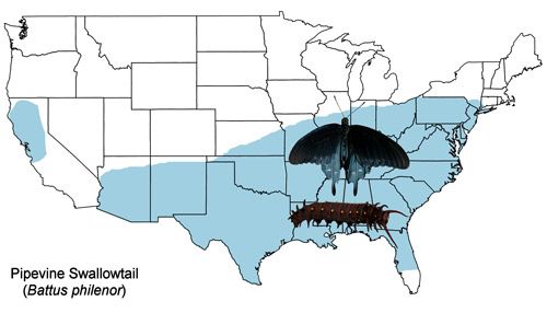 Figure 2. Pipevine swallowtail, Battus philenor (L.) US distribution map