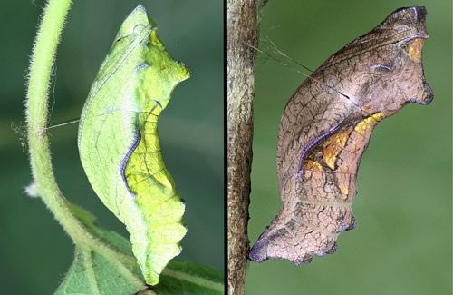Figure 12. Green pupa and brown pupa of the pipevine swallowtail, Battus philenor (L.).