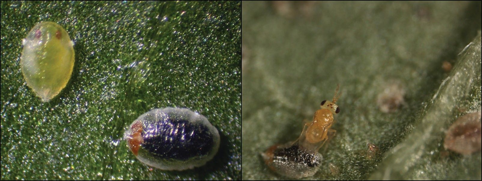 Bemisia tabaci nymph parasitized by parasitic wasp, Encarsia sophia (on left), parasitoid emerging (on right).